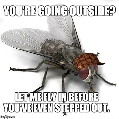 Scumbag House Fly | YOU'RE GOING OUTSIDE? LET ME FLY IN BEFORE YOU'VE EVEN STEPPED OUT. | image tagged in scumbag house fly,scumbag,AdviceAnimals | made w/ Imgflip meme maker
