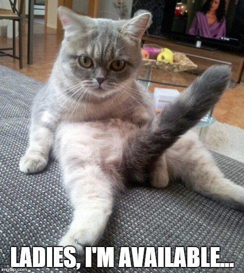 Available cat | LADIES, I'M AVAILABLE... | image tagged in cats,meme | made w/ Imgflip meme maker