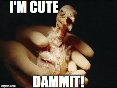 I'M CUTE DAMMIT! | image tagged in ugly condor | made w/ Imgflip meme maker