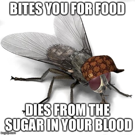 Scumbag House Fly | BITES YOU FOR FOOD DIES FROM THE SUGAR IN YOUR BLOOD | image tagged in scumbag house fly,scumbag | made w/ Imgflip meme maker
