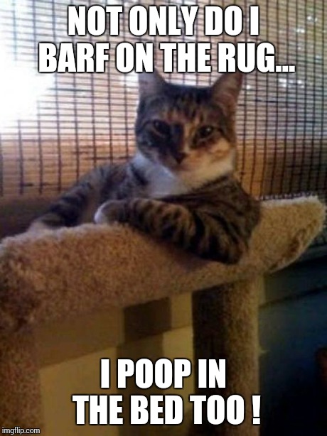The Most Interesting Cat In The World Meme | NOT ONLY DO I BARF ON THE RUG... I POOP IN THE BED TOO ! | image tagged in memes,the most interesting cat in the world | made w/ Imgflip meme maker