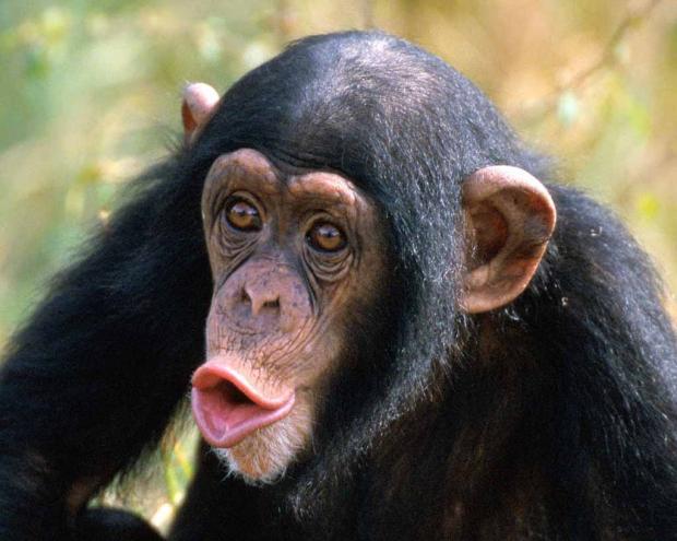 Chimpanzee Blank Meme Template