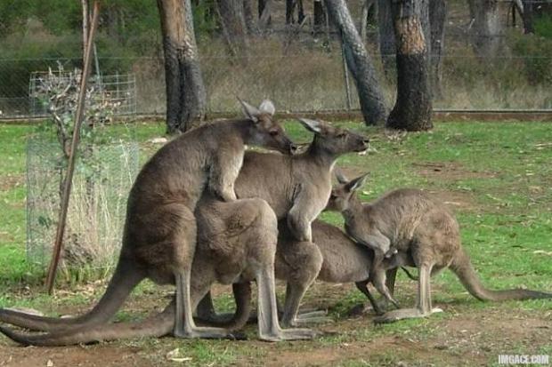 High Quality kangaroo-orgy Blank Meme Template