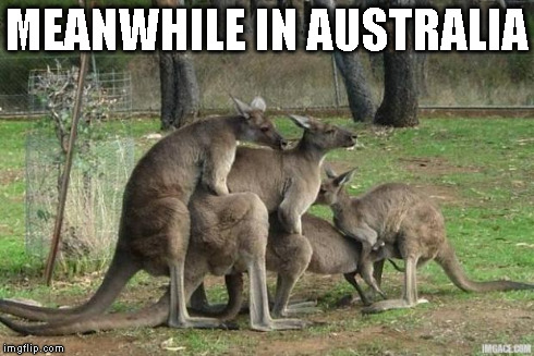 kangaroo-orgy | MEANWHILE IN AUSTRALIA | image tagged in kangaroo-orgy | made w/ Imgflip meme maker