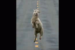 image tagged in gifs,animals | made w/ Imgflip video-to-gif maker