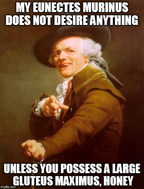 Joseph Ducreux | MY EUNECTES MURINUS DOES NOT DESIRE ANYTHING UNLESS YOU POSSESS A LARGE GLUTEUS MAXIMUS, HONEY | image tagged in memes,joseph ducreux | made w/ Imgflip meme maker