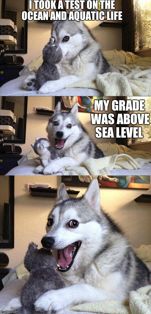 Bad Pun Dog | I TOOK A TEST ON THE OCEAN AND AQUATIC LIFE MY GRADE WAS ABOVE SEA LEVEL | image tagged in memes,bad pun dog | made w/ Imgflip meme maker