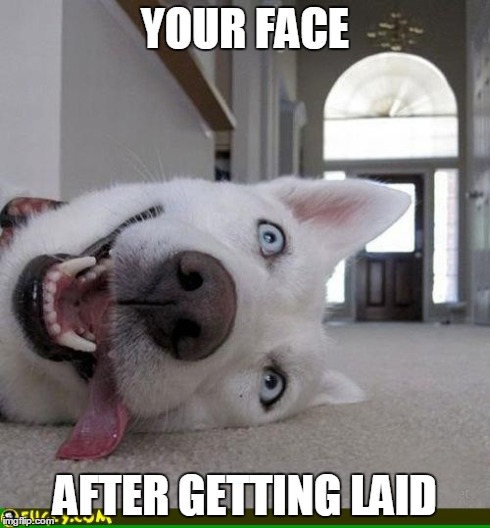 high dog | YOUR FACE AFTER GETTING LAID | image tagged in high dog | made w/ Imgflip meme maker