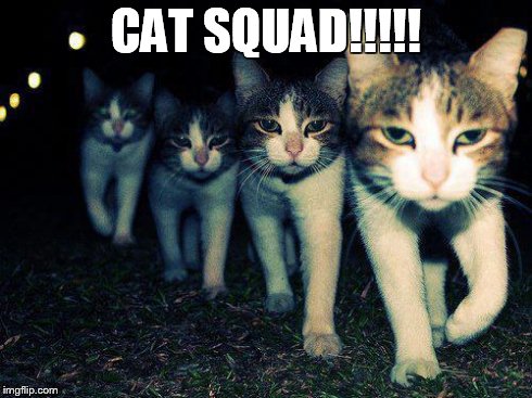 Wrong Neighboorhood Cats Meme | CAT SQUAD!!!!! | image tagged in memes,wrong neighboorhood cats | made w/ Imgflip meme maker