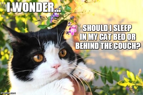 Where Should I Sleep? | I WONDER... SHOULD I SLEEP IN MY CAT BED OR BEHIND THE COUCH? | image tagged in i wonder,memes,grumpy cat | made w/ Imgflip meme maker