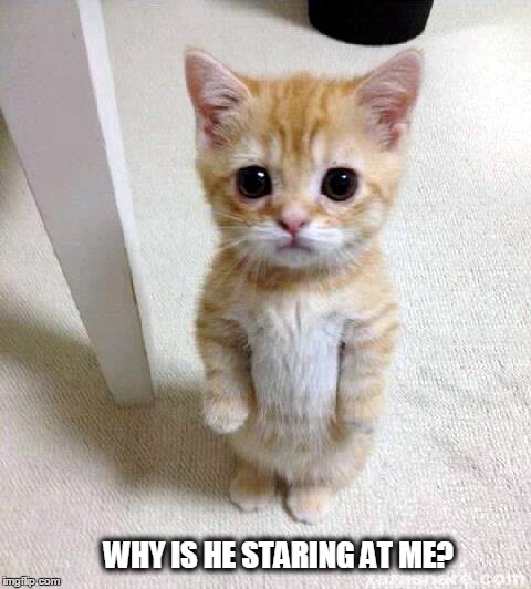 Cute Cat Meme | WHY IS HE STARING AT ME? | image tagged in cute cat | made w/ Imgflip meme maker