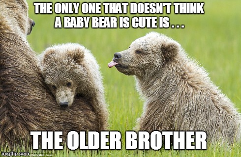 Sibling rivalry | THE ONLY ONE THAT DOESN'T THINK A BABY BEAR IS CUTE IS . . . THE OLDER BROTHER | image tagged in bears,sibling face,funny | made w/ Imgflip meme maker
