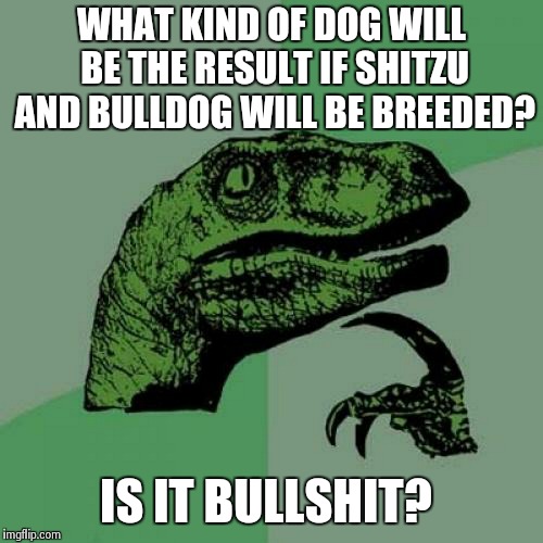 Philosoraptor Meme | WHAT KIND OF DOG WILL BE THE RESULT
IF SHITZU AND BULLDOG WILL BE BREEDED? IS IT BULLSHIT? | image tagged in memes,philosoraptor | made w/ Imgflip meme maker