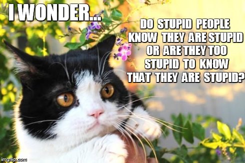 Do They Know? | I WONDER... DO  STUPID  PEOPLE KNOW  THEY  ARE STUPID  OR  ARE THEY TOO  STUPID  TO  KNOW THAT  THEY  ARE  STUPID? | image tagged in i wonder,grumpy cat | made w/ Imgflip meme maker