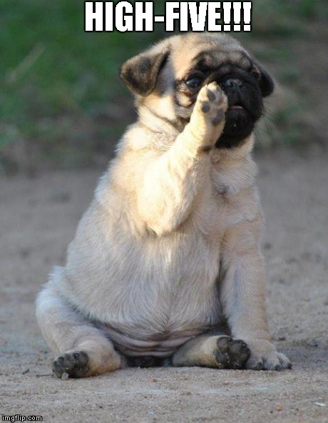 Budypug | HIGH-FIVE!!! | image tagged in budypug | made w/ Imgflip meme maker