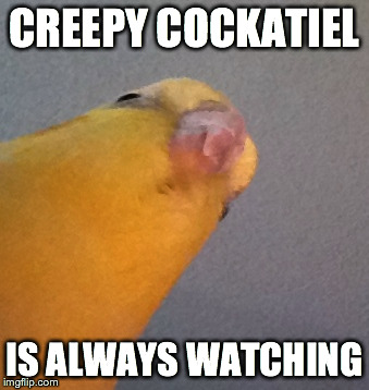 CREEPY COCKATIEL IS ALWAYS WATCHING | made w/ Imgflip meme maker