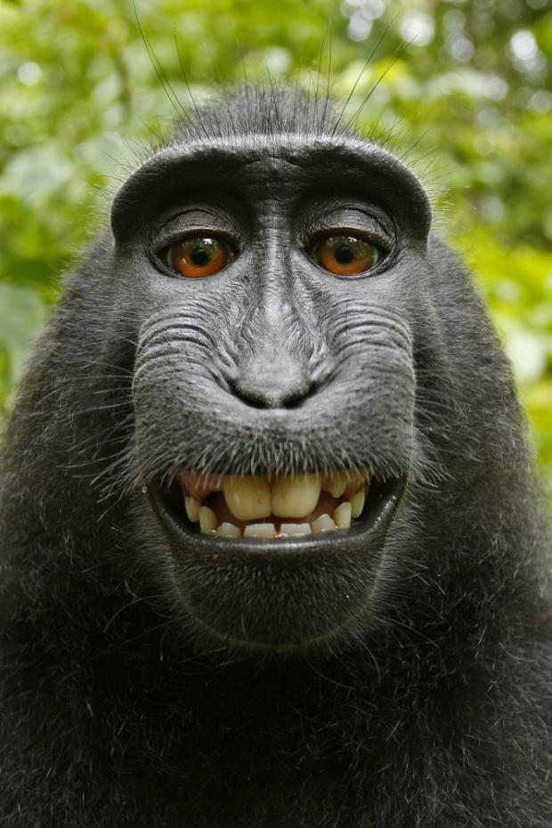 High Quality Monkey selfie   Blank Meme Template