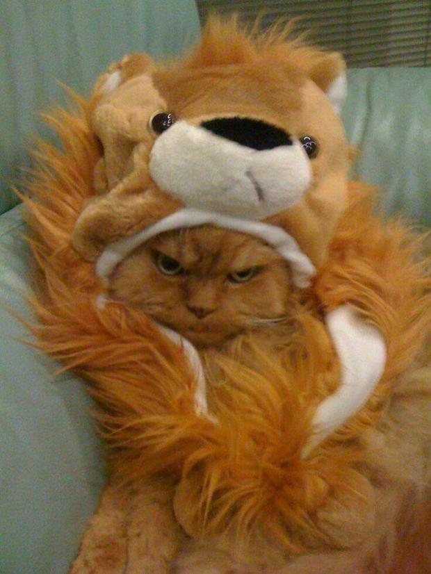 Grumpy Cat Lion King Blank Meme Template
