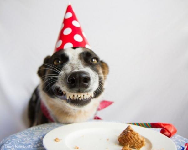 BIrthdaydog Blank Meme Template