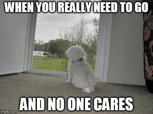 WHEN YOU REALLY NEEDTO GO AND NO ONE CARES | image tagged in pets | made w/ Imgflip meme maker