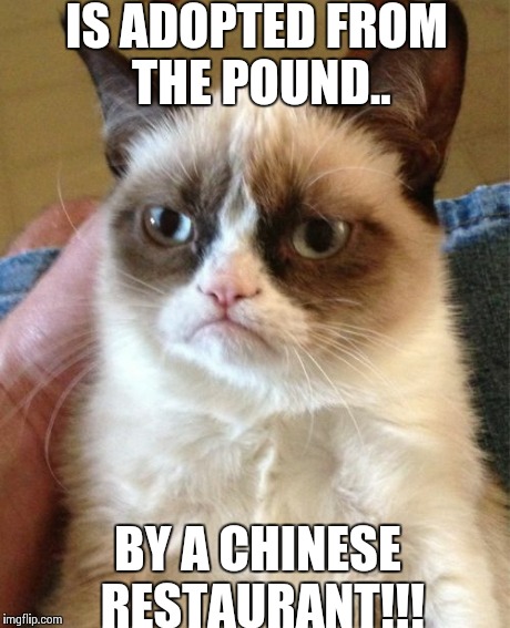 Chinese food | IS ADOPTED FROM THE POUND.. BY A CHINESE RESTAURANT!!! | image tagged in memes,grumpy cat,funny memes,oblivious hot girl,comedy | made w/ Imgflip meme maker