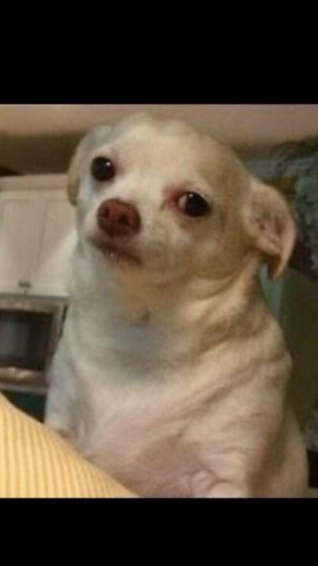 Concerned chihuahua Blank Meme Template