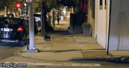 when u try to scare ur friend but he scare u then he get scare XD | image tagged in gifs,scare,cat | made w/ Imgflip video-to-gif maker