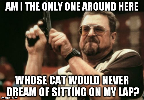 Am I The Only One Around Here Meme | AM I THE ONLY ONE AROUND HERE WHOSE CAT WOULD NEVER DREAM OF SITTING ON MY LAP? | image tagged in memes,am i the only one around here | made w/ Imgflip meme maker