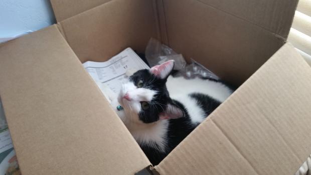cat in the box Blank Meme Template