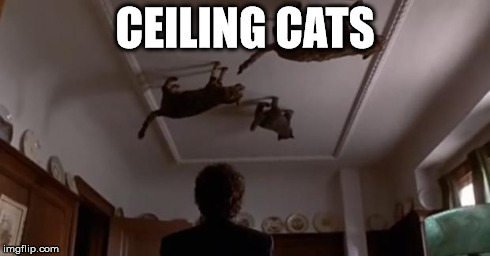 Ceiling Cats | CEILING CATS | image tagged in cats,ceiling cats,real ceiling cats,ceiling cat,ceiling,cat | made w/ Imgflip meme maker