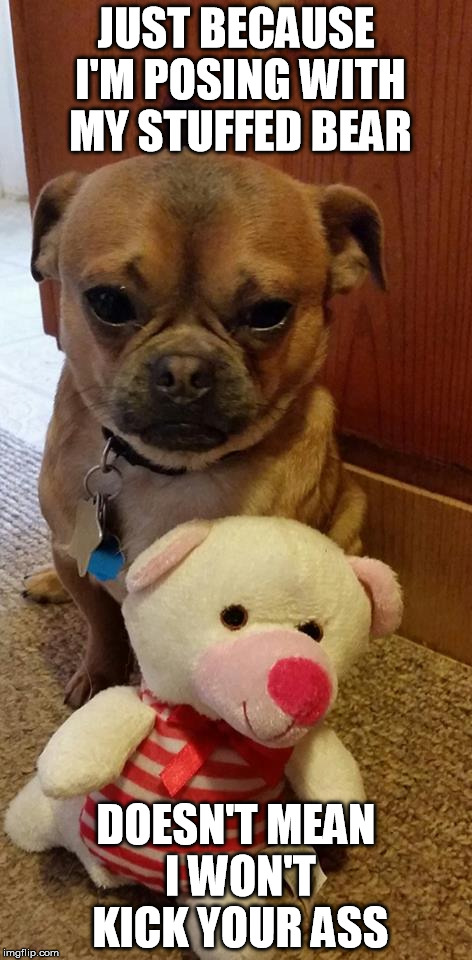 Rocky | JUST BECAUSE I'M POSING WITH MY STUFFED BEAR DOESN'T MEAN I WON'T KICK YOUR ASS | image tagged in chug,cute,puppy,toy | made w/ Imgflip meme maker
