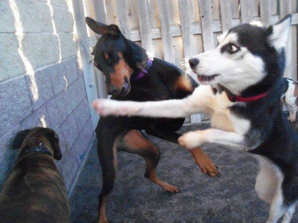 Dog Puncher Blank Meme Template