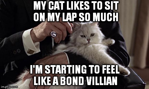 MY CAT LIKES TO SIT  ON MY LAP SO MUCH I'M STARTING TO FEEL LIKE A BOND VILLIAN | image tagged in bond cat | made w/ Imgflip meme maker