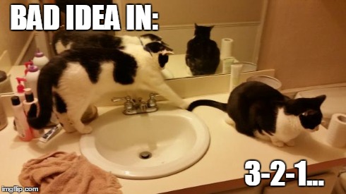 BAD IDEA IN: 3-2-1... | image tagged in cat-fight | made w/ Imgflip meme maker