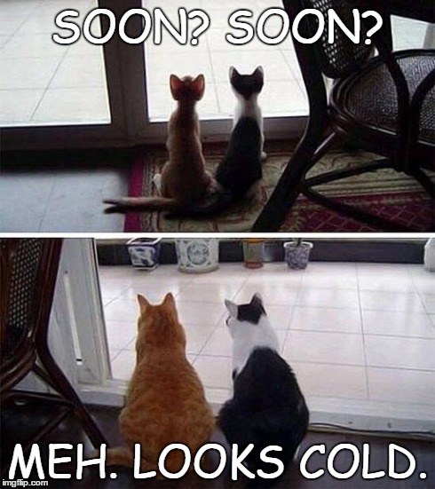 Meh. | SOON? SOON? MEH. LOOKS COLD. | image tagged in two cats,memes,cats,soon | made w/ Imgflip meme maker