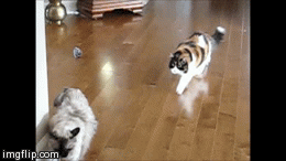 Stalk and Jump | image tagged in gifs,dianedi,coco,mikayla | made w/ Imgflip video-to-gif maker