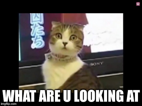 WHAT ARE U LOOKING AT | image tagged in cat | made w/ Imgflip meme maker