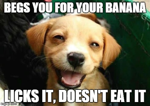 dogsmile2 | BEGS YOU FOR YOUR BANANA LICKS IT, DOESN'T EAT IT | image tagged in dogsmile2 | made w/ Imgflip meme maker