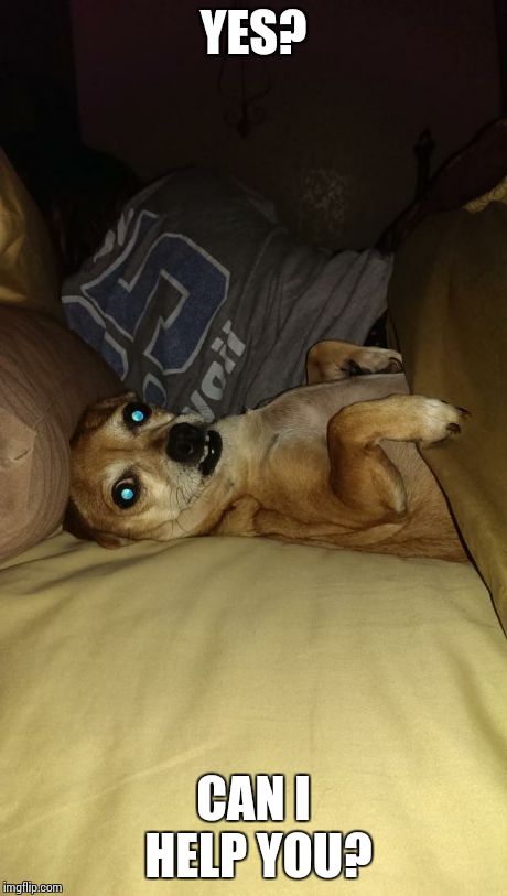 Peeved pet | YES? CAN I HELP YOU? | image tagged in dogs | made w/ Imgflip meme maker