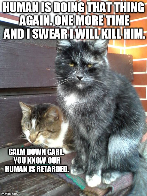 My cats hate photos | HUMAN IS DOING THAT THING AGAIN. ONE MORE TIME AND I SWEAR I WILL KILL HIM. CALM DOWN CARL. YOU KNOW OUR HUMAN IS RETARDED. | image tagged in cats,funny,kill you cat | made w/ Imgflip meme maker