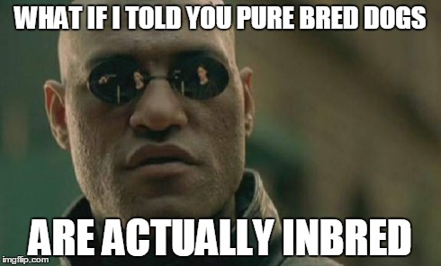 Matrix Morpheus Meme | WHAT IF I TOLD YOU PURE BRED DOGS ARE ACTUALLY INBRED | image tagged in memes,matrix morpheus | made w/ Imgflip meme maker