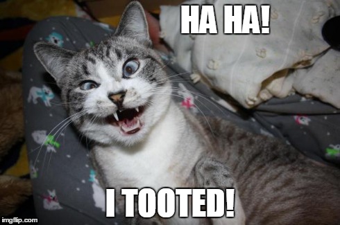 HA HA! I TOOTED! | image tagged in haha i tooted | made w/ Imgflip meme maker