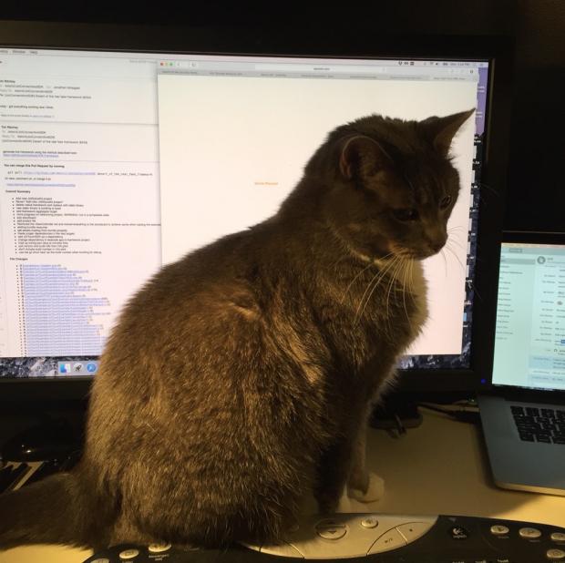 High Quality Code Review Cat Blank Meme Template