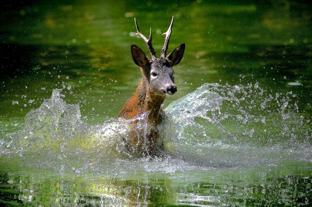 High Quality Water Deer Blank Meme Template