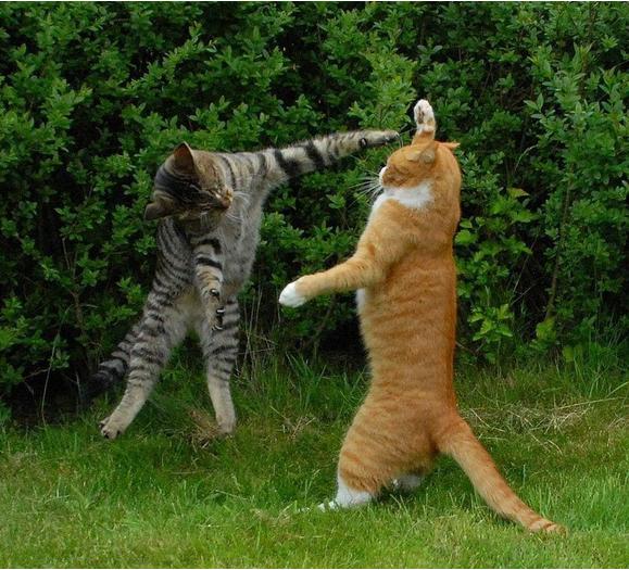 High Quality Cat Fight Blank Meme Template
