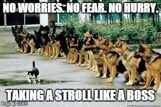 stroll like a boss | NO WORRIES. NO FEAR. NO HURRY. TAKING A STROLL LIKE A BOSS | image tagged in cats,dogs,fear | made w/ Imgflip meme maker