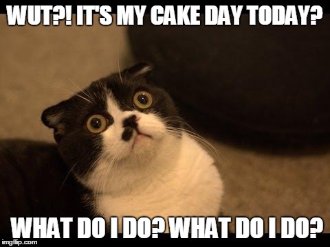 Confused Cats Cake Day | WUT?! IT'S MY CAKE DAY TODAY? WHAT DO I DO? WHAT DO I DO? | image tagged in confused cats cake day | made w/ Imgflip meme maker