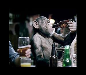 Drunk Chimp Beer Drinker Blank Meme Template