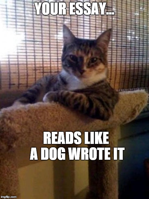 The Most Interesting Cat In The World | YOUR ESSAY... READS LIKE A DOG WROTE IT | image tagged in memes,the most interesting cat in the world | made w/ Imgflip meme maker