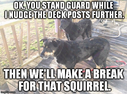 squirrel | OK, YOU STAND GUARD WHILE I NUDGE THE DECK POSTS FURTHER. THEN WE'LL MAKE A BREAK FOR THAT SQUIRREL. | image tagged in squirrels,dogs,escape plan | made w/ Imgflip meme maker